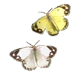 animali-due farfalle animate15